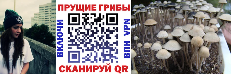 Галлюциногенные грибы мицелий  купить   Далматово 